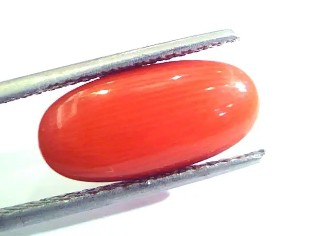 6.56 Ct Untreated Natural Premium Italian Red Coral AAAAA