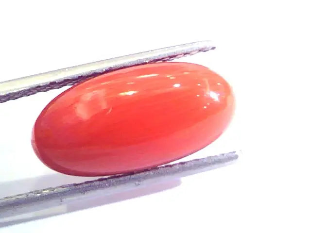 6.56 Ct Untreated Natural Premium Italian Red Coral AAAAA