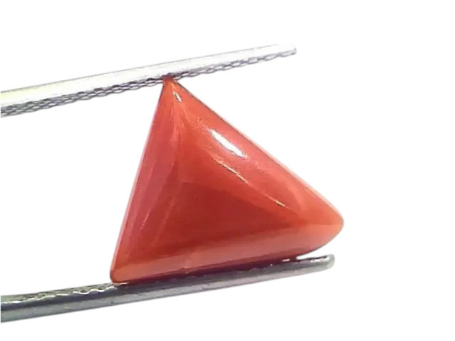 6.81 Ct 7.56 Ratti Natural Italian Triangle Red Coral Moonga Gemstone - Venus Gems