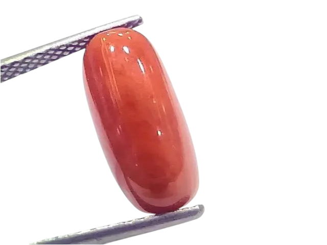 6.61 Ct 7.34 Ratti Natural Italian Red Coral Moonga Gemstone - Venus Gems