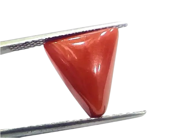 6.69 Ct 7.43 Ratti Natural Italian Triangle Red Coral Moonga Gemstone - Venus Gems