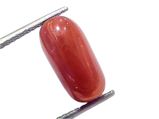 Natural untreated Italian red coral gemstone, 6.39 Ct, polished and oval-shaped, held with tweezers.