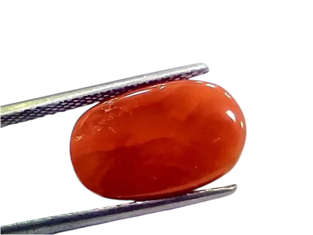 6.56 Ct 7.28 Ratti Natural Italian Red Coral Moonga Gemstone - Venus Gems