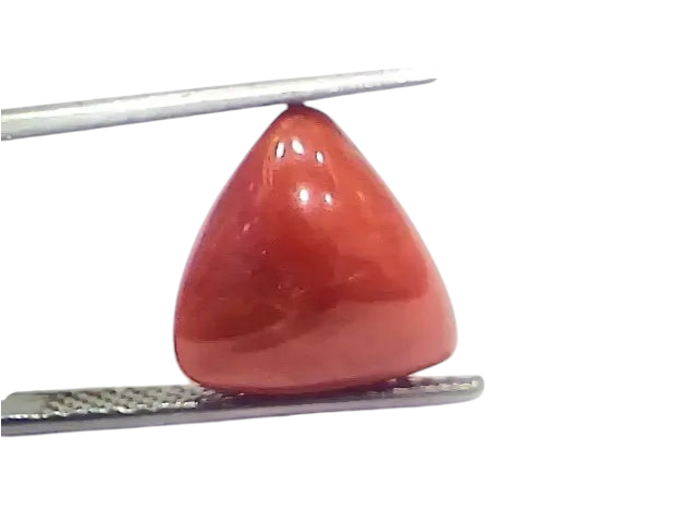 6.56 Ct 7.28 Ratti Natural Italian Triangle Red Coral Moonga Gemstone - Venus Gems