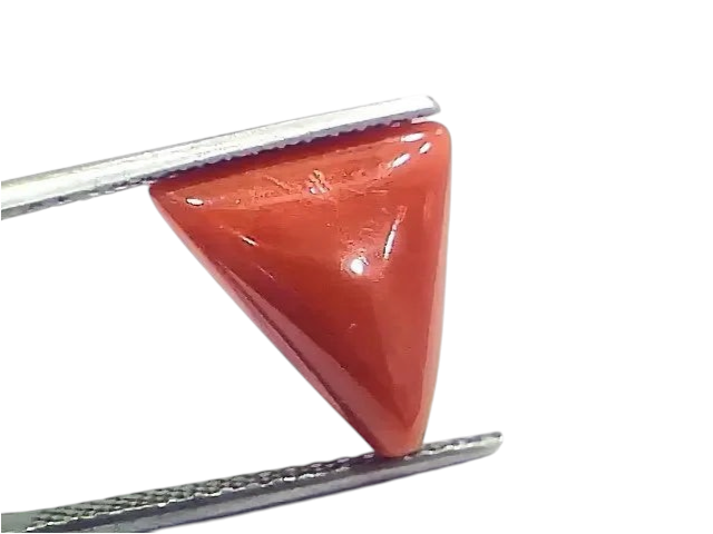 6.41 Ct 7.12 Ratti Natural Italian Triangle Red Coral Moonga Gemstone - Venus Gems