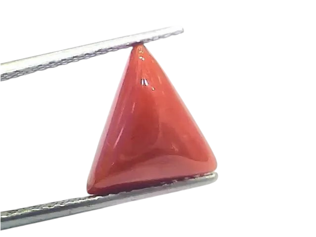 6.41 Ct 7.12 Ratti Natural Italian Triangle Red Coral Moonga Gemstone - Venus Gems