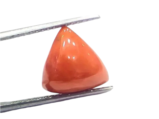 6.94 Ct 7.71 Ratti Natural Italian Triangle Red Coral Moonga Gemstone - Venus Gems