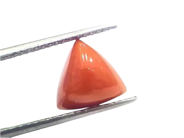6.85 Ct 7.61 Ratti Natural Italian Triangle Red Coral Moonga Gemstone - Venus Gems