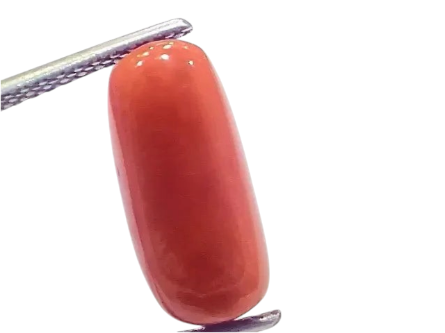 6.61 Ct 7.34 Ratti Natural Italian Red Coral Moonga Gemstone - Venus Gems