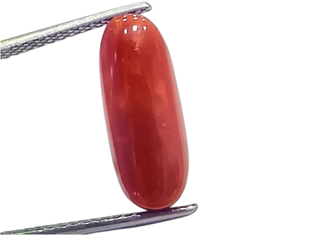 6.75 Ct 7.5 Ratti Natural Italian Red Coral Moonga Gemstone - Venus Gems