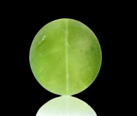 6.03 Ct IGI Certified Untreated Natural Ceylon Chrysoberyl Cats Eye - Venus Gems