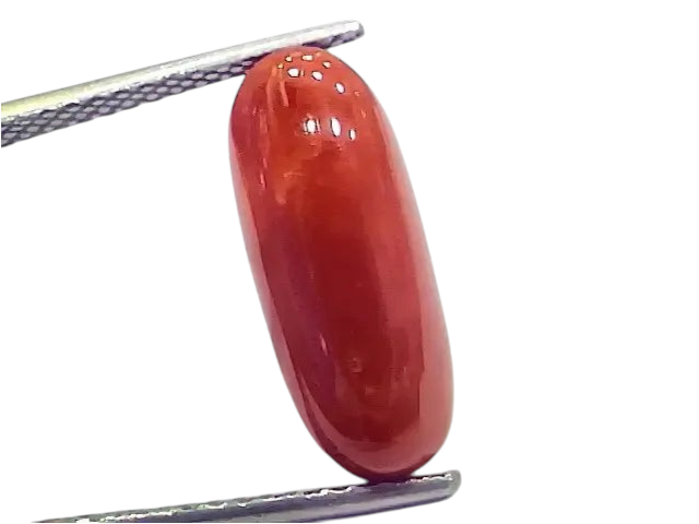 6.75 Ct 7.5 Ratti Natural Italian Red Coral Moonga Gemstone - Venus Gems