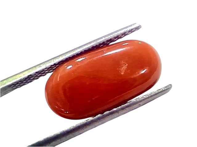 Natural untreated Italian red coral gemstone, 6.62 Ct, smooth oval shape, vibrant orange-red color, held with tweezers.