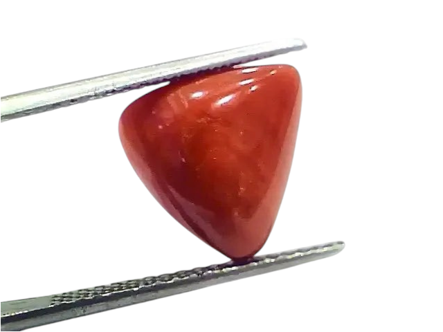 6.56 Ct 7.28 Ratti Natural Italian Triangle Red Coral Moonga Gemstone - Venus Gems