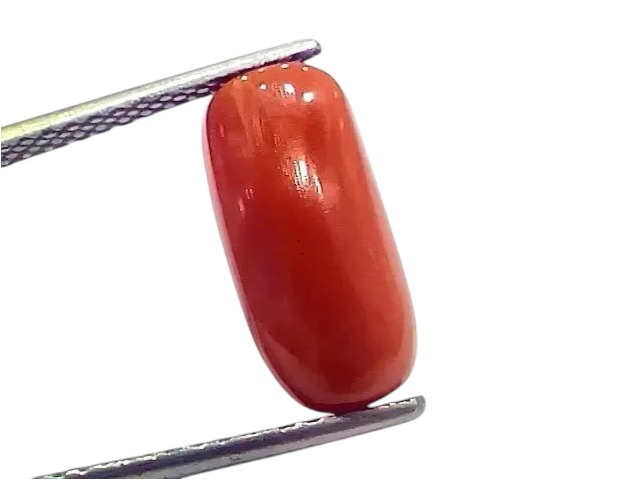 6.60 Ct 7.33 Ratti Natural Italian Red Coral Moonga Gemstone - Venus Gems