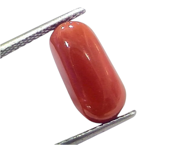 Natural untreated Italian red coral gemstone, 6.39 Ct, polished and oval-shaped, held with tweezers.