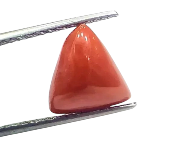 6.73 Ct 7.47 Ratti Natural Italian Triangle Red Coral Moonga Gemstone - Venus Gems