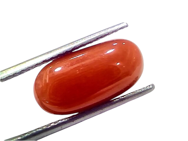 Natural untreated Italian red coral gemstone, 6.62 Ct, smooth oval shape, vibrant orange-red color, held with tweezers.