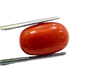 6.56 Ct 7.28 Ratti Natural Italian Red Coral Moonga Gemstone - Venus Gems