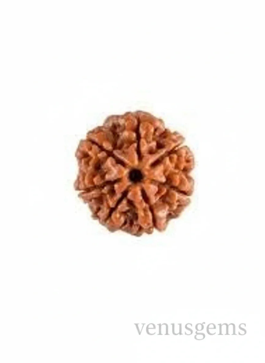 7 Mukhi Nepali Rudraksha Natural and Certified - Venus Gems
