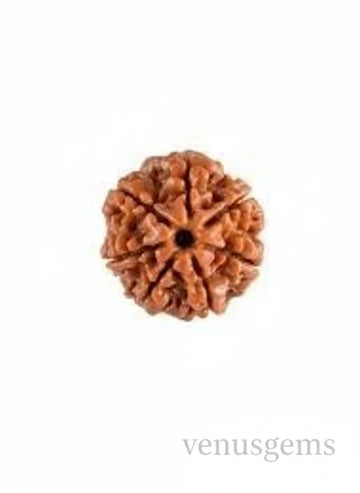 7 Mukhi Nepali Rudraksha Natural and Certified - Venus Gems