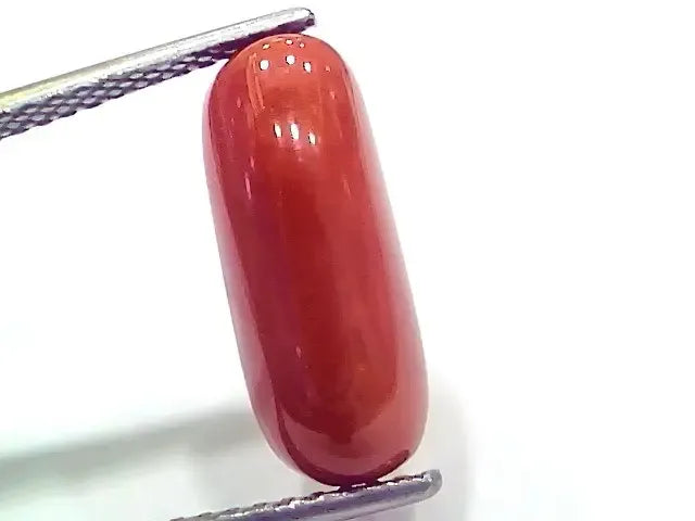 6.95 Ct 7.72 Ratti Natural Italian Red Coral Moonga Gemstone - Venus Gems