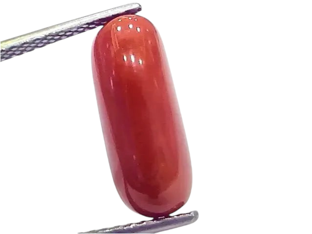 6.95 Ct 7.72 Ratti Natural Italian Red Coral Moonga Gemstone - Venus Gems