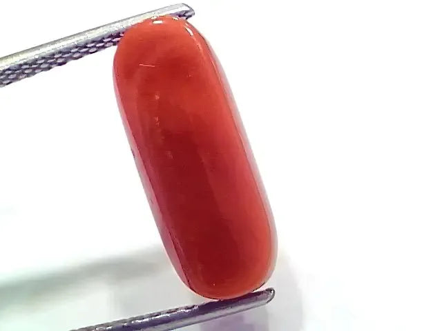 6.95 Ct 7.72 Ratti Natural Italian Red Coral Moonga Gemstone - Venus Gems