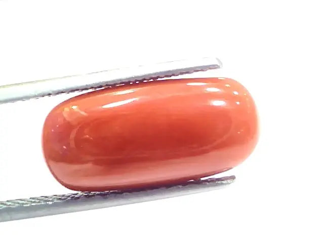 7.07 Ct 11.5 Ratti Natural Italian Red Coral Moonga Gemstone