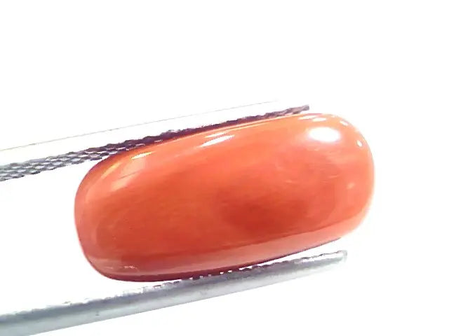 7.07 Ct 11.5 Ratti Natural Italian Red Coral Moonga Gemstone