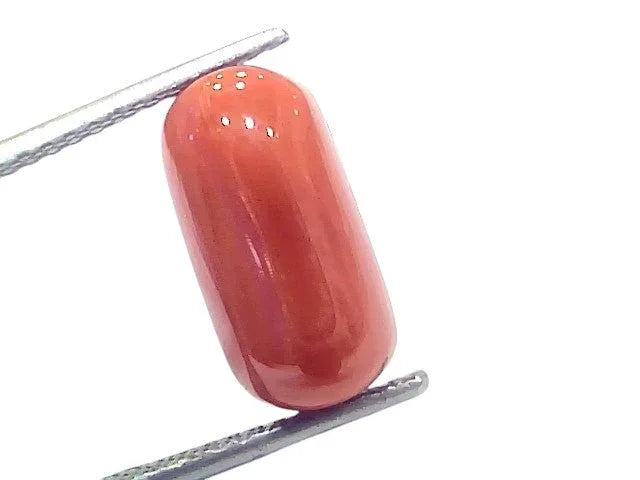 7.05 Ct 7.78 Ratti Natural Untreated Italian Red Coral Moonga Gems - Venus Gems