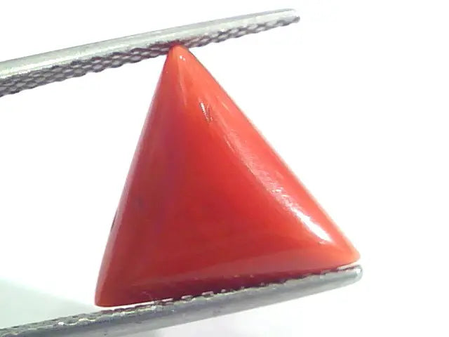 7.04 Ct 11.7 Ratti Natural Italian Triangle Red Coral Moonga Gemstone