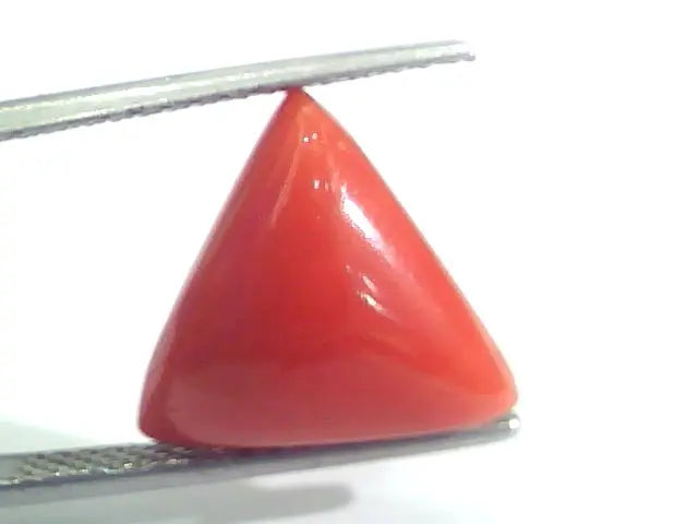 7.05 Ct 11.7 Ratti Natural Italian Triangle Red Coral Moonga Gemstone