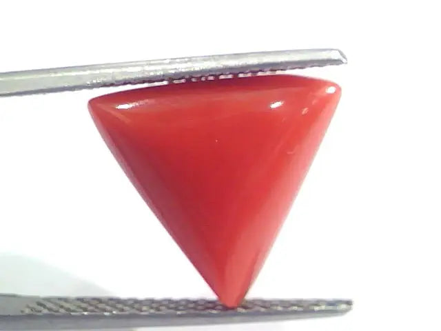7.05 Ct 11.7 Ratti Natural Italian Triangle Red Coral Moonga Gemstone