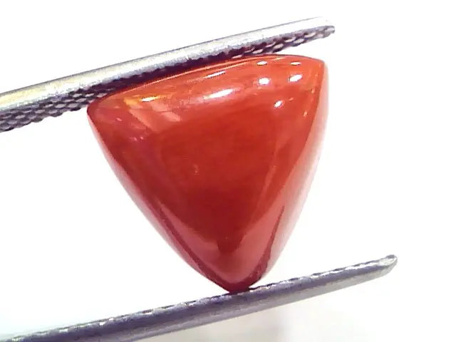 7.05 Ct 11.7 Ratti Natural Italian Triangle Red Coral Moonga Gemstone