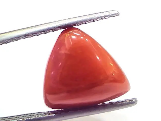 7.05 Ct 11.7 Ratti Natural Italian Triangle Red Coral Moonga Gemstone