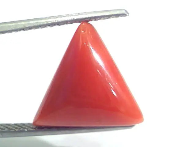 7.13 Ct 11.8 Ratti Natural Italian Triangle Red Coral Moonga Gemstone