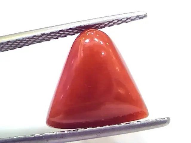 7.13 Ct 7.92 Ratti Natural Italian Triangle Red Coral Moonga Gemstone - Venus Gems