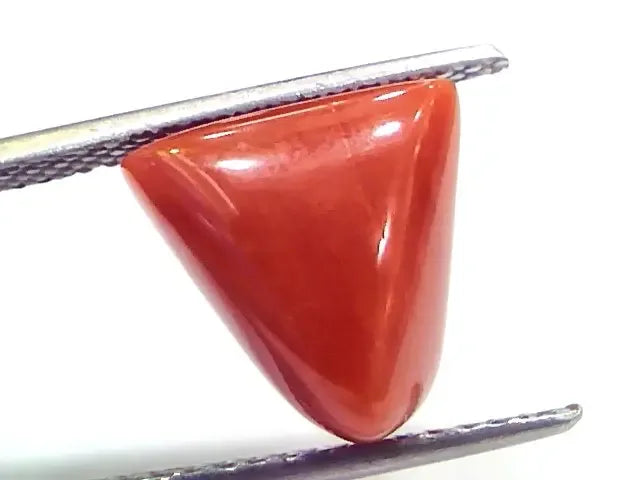 7.13 Ct 7.92 Ratti Natural Italian Triangle Red Coral Moonga Gemstone - Venus Gems