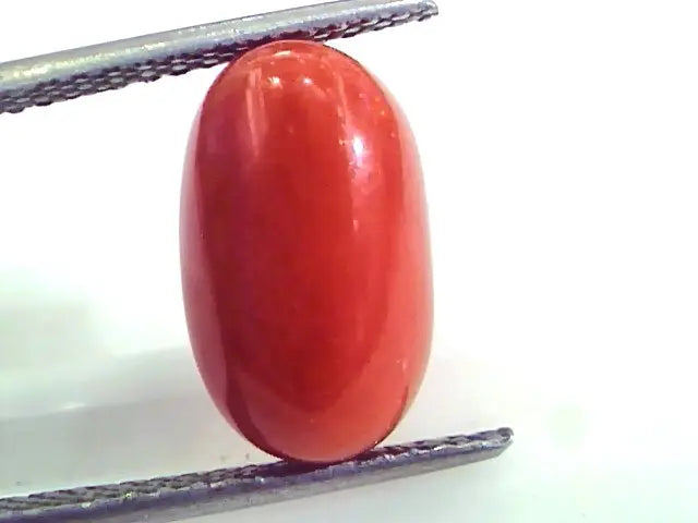 7.11 Ct Untreated Natural Premium Italian Red Coral AAAAA