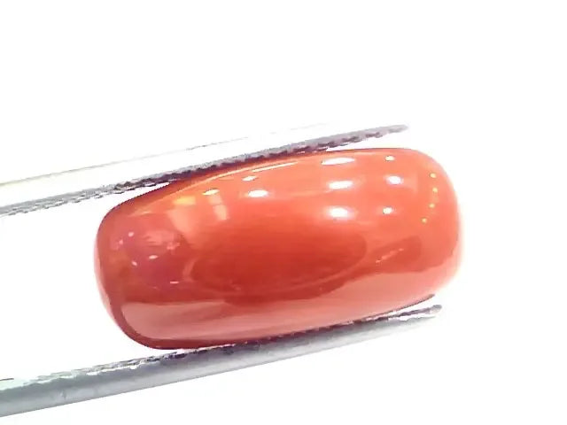 7.18 Ct 7.97 Ratti Natural Italian Red Coral Moonga Gemstone - Venus Gems