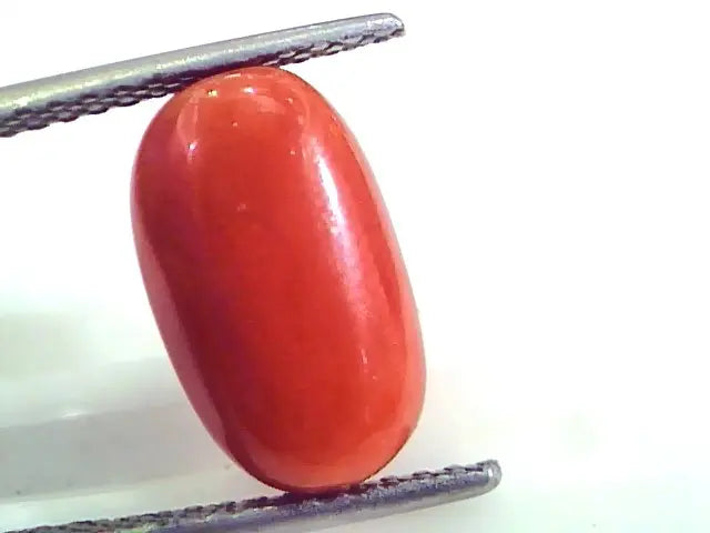 7.11 Ct Untreated Natural Premium Italian Red Coral AAAAA