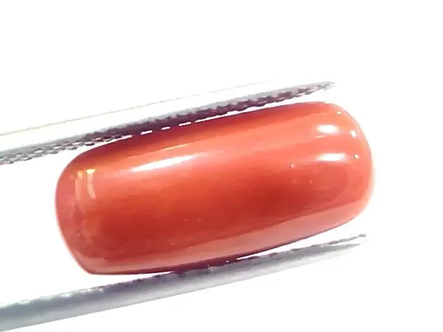 7.18 Ct 7.97 Ratti Natural Italian Red Coral Moonga Gemstone - Venus Gems