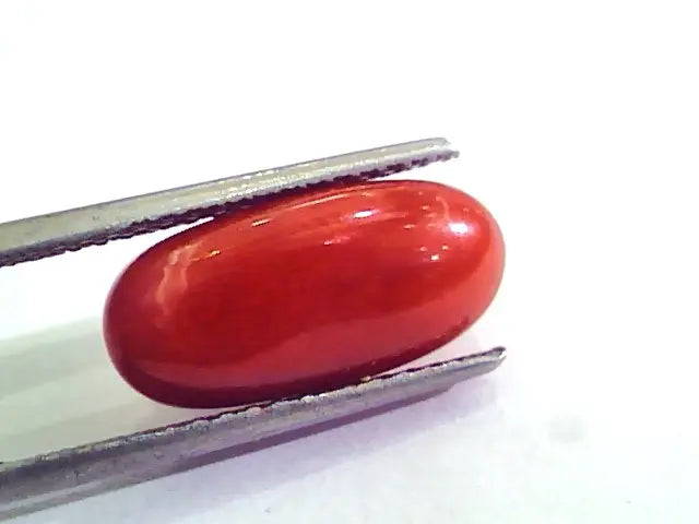 7.11 Carat Natural Italian Red Coral Moonga Gemstone AAAA