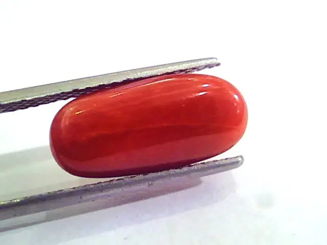 7.11 Carat Natural Italian Red Coral Moonga Gemstone AAAA
