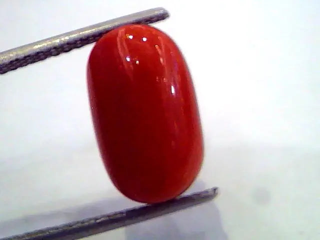 7.20 Ct Untreated Natural Premium Red Italian Coral AAA