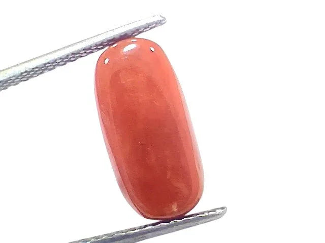 7.18 Ct 7.96 Ratti Natural Untreated Italian Red Coral Moonga Gems - Venus Gems