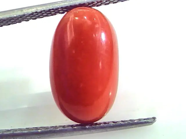 7.18 Ct Untreated Natural Premium Italian Red Coral AAAAA