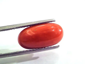 7.18 Carat Natural Italian Red Coral Moonga Gemstone AAAA