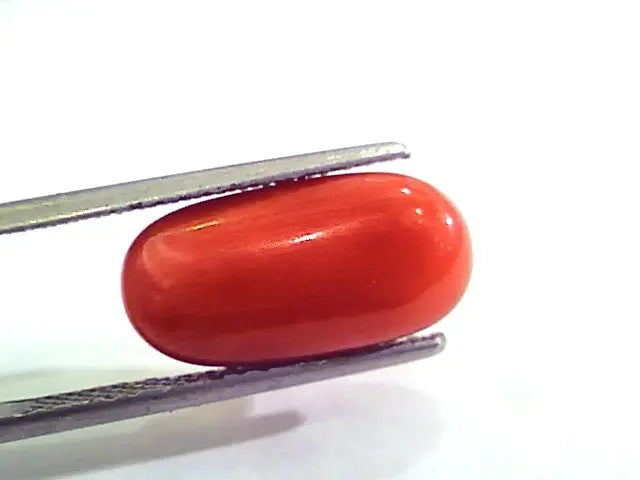 7.18 Carat Natural Italian Red Coral Moonga Gemstone AAAA
